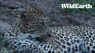 WildEarth  Sunset Safari  28 January 2024 [upl. by Harbison]