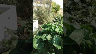 Tohono Oodham Cushaw Squash in my Garden [upl. by Ennyroc]