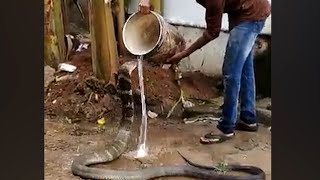 Watch King cobra enjoys cold water shower [upl. by Nester]