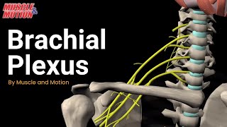 Brachial Plexus [upl. by Panta]