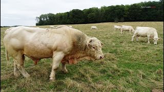 Charolais Pierre Lenoble report [upl. by Nealon]