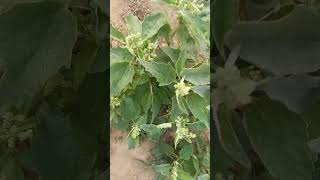 भतुआ vs खत्तुआ ll Bhatua vs Khatua ll Chenopodium album vs Chenopodium murale ll CP Singh Official [upl. by Lilyan]