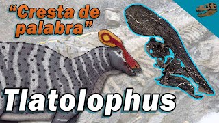 Nuevo DINOSAURIO descubierto en México Tlatolophus galorum [upl. by Cyril626]