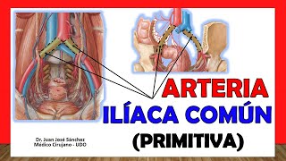 🥇 ARTERIA ILÍACA COMÚN Primitiva ¡Anatomía Fácil y Sencilla [upl. by Dreddy]