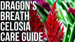 Dragon’s Breath Celosia Info And Care  How To Grow Celosia Flower [upl. by Akiner]