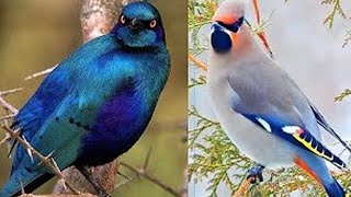 Les 7 Oiseaux Les Plus Beaux Et Exotiques Du Monde [upl. by Akiram]