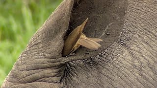 Birds Helping Rhino to Clean its Ear [upl. by Akimad]