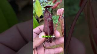 Nepenthes Mirabilis wing x Ampullaria black miracle plantacarnivora [upl. by Itnavart599]