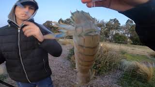 FISHING HOTSPOTS MELBOURNE  SNAPPER SQUID  SHARKS [upl. by Anilef]