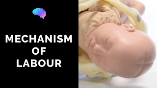 Mechanism of Labour amp Fetal Positions  OSCE Guide  UKMLA  CPSA [upl. by Hsirahc]