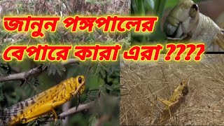 আসছে পঙ্গপাল বাংলাদেশ Tiddi Hamla  Attack Of LocustIn Rajsthan Jaisalmer BarmerNew video 2020 [upl. by Emilia757]