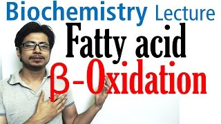 Beta oxidation of fatty acids  Fatty acid metabolism lecture 1 [upl. by Ellehc]