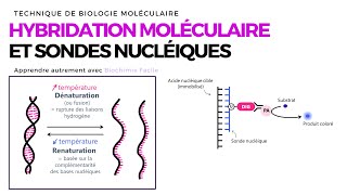 HYBRIDATION MOLÉCULAIRE ET SONDES NUCLÉIQUES  Biochimie Facile [upl. by Llyrpa]