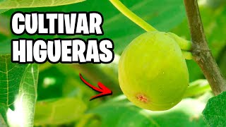 Como CULTIVAR HIGUERAS con Éxito 🌱 La GUÍA COMPLETA  La Huerta de Ivan [upl. by Ranger]