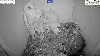 Must watch the dramatic endingWild pigeon lays egg in active barn owl next to 7barn owl nestlings [upl. by Hahcim]