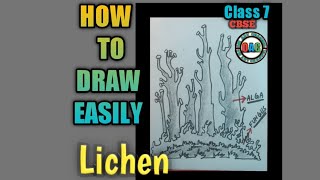 Lichen drawing  lichen diagram  lichen  how to draw lichen  symbiotic plants lichen [upl. by Un]