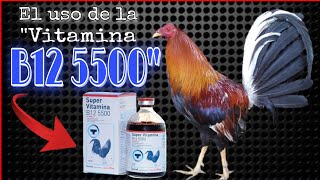 El Uso de la VITAMINA B12 5500 en los Gallos  Gallos Finos✅🐓 [upl. by Palm]