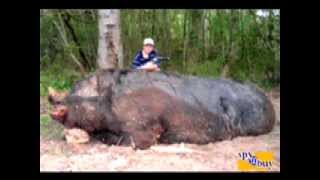 HOGZILLA The Largest Hog EVER Hogzilla and an 11yr old Kill a 1150 lb wild hog [upl. by Ecela]