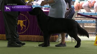 Retrievers FlatCoated  Breed Judging 2023 [upl. by Cosette]