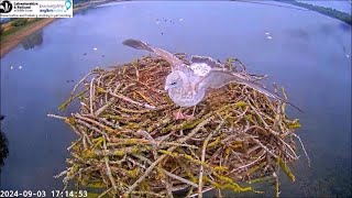 03 Sep pm  Gulls on n off the nest  ©️ROPManton Bay [upl. by Ilah289]