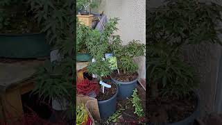 pyracantha bonsai update October 2024 [upl. by Adnohsar]