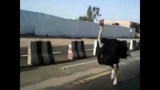 Ostrich Runs in Traffic [upl. by Aisekal]