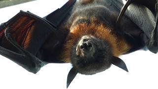 Indischer Riesenflughund Pteropus giganteus Flying Fox – Kalong – Casa de la Selva – FZ82 [upl. by Navets]