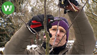 Der Garten im Februar  Baumschnitt an einem jungen und einem alten Obstbaum [upl. by Kenzie]