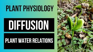 PLANT WATER RELATIONS  DIFFUSION  PLANT PHYSIOLOGY PART 1 neet lifescience botany [upl. by Karlis]