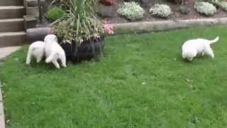 Maremma Sheep Dog Puppies For Sale [upl. by Nailil80]