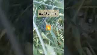 jatt di joon buri katti naas kar Diya farming trending new punjabi love public newsong [upl. by Broek]