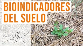 Bioindicadores del suelo [upl. by Allisan465]