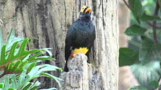 Yellowfaced Mynah 黃臉樹八哥 [upl. by Jedd954]