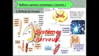 système nerveux les types des arcs de reflexe [upl. by Salguod]