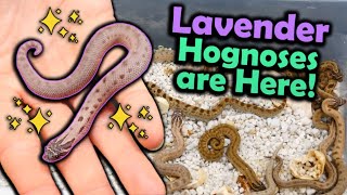 Baby Lavender Hognoses Hatching [upl. by Anawik]