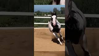 Premium Paint Horse Stallion for Breeding shorts painthorse blackovero [upl. by Service]