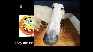 top 10 reasons you should buy a borzoi dog [upl. by Aubrette640]