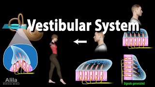 The Vestibular System Animation [upl. by Millard665]