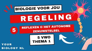 5 vwo  Regeling  5  Reflexen amp het autonome zenuwstelsel [upl. by Rdnaskela]