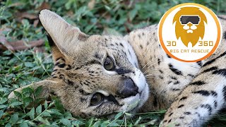 African Serval Cat of spare parts in 3D 180VR [upl. by Christalle842]