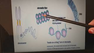 Differences between Histone and nonhistone chromosomes chromatin material Nucleosomes DNA [upl. by Yvon]