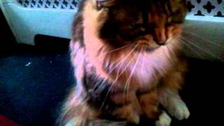 Angry growling hissing maine coon cat [upl. by Norud]