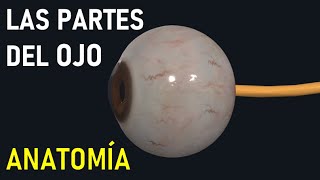 Partes del OJO y sus Funciones Anatomía FÁCIL [upl. by Amice]