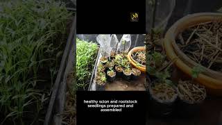 Successfully Grafting Tomato Plants Involves 3 Major Stages youtubeshorts gardern plantsai [upl. by Lema442]