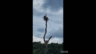 Boating through Periyar Tiger Reserve Thekkady [upl. by Gorges]