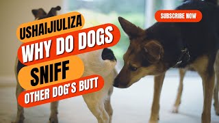 WHY DOGS SNIFF BUTTS  USHAIJIULIZA  SHENG  KENYAN🇰🇪 [upl. by Cinamod]