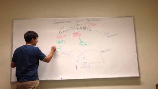 Canonical Wnt Signaling Pathway [upl. by Cristian]