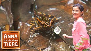 Welcher Frosch quakt nachts im Dschungel  Reportage für Kinder  Anna und die wilden Tiere [upl. by Yelyak]