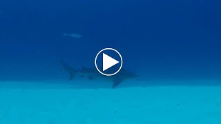 La peur de ma vie un requin bouledogue nous fait une surprise incroyable lors dune plongée [upl. by Diarmid]