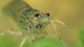 The Complete Guide To Keeping The Amano shrimp [upl. by Dnumde]